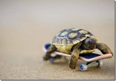 Tortuga-en-patinete