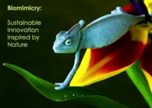 Biomimética y la naturaleza como la más avanzada de las tecnologías.