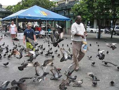 palomas1.jpg