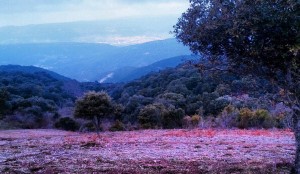 Primavera de Vivaldi para aprender mejor: realidades y mitos de la multitarea